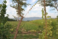 /album/fotogaleria-rutas/valle-de-colchagua3-jpg/